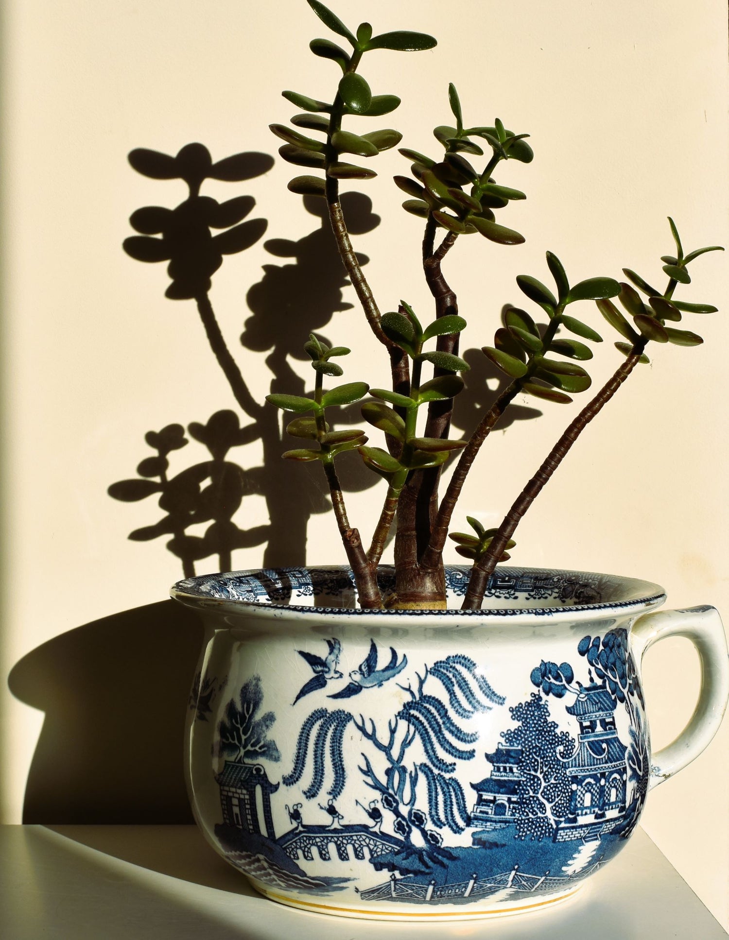 A large blue and white chamber pot is used as a planter for a tall succulent plant. The blue pattern on the chamber pot is the classic Willow, with two swallow birds flying above a garden.