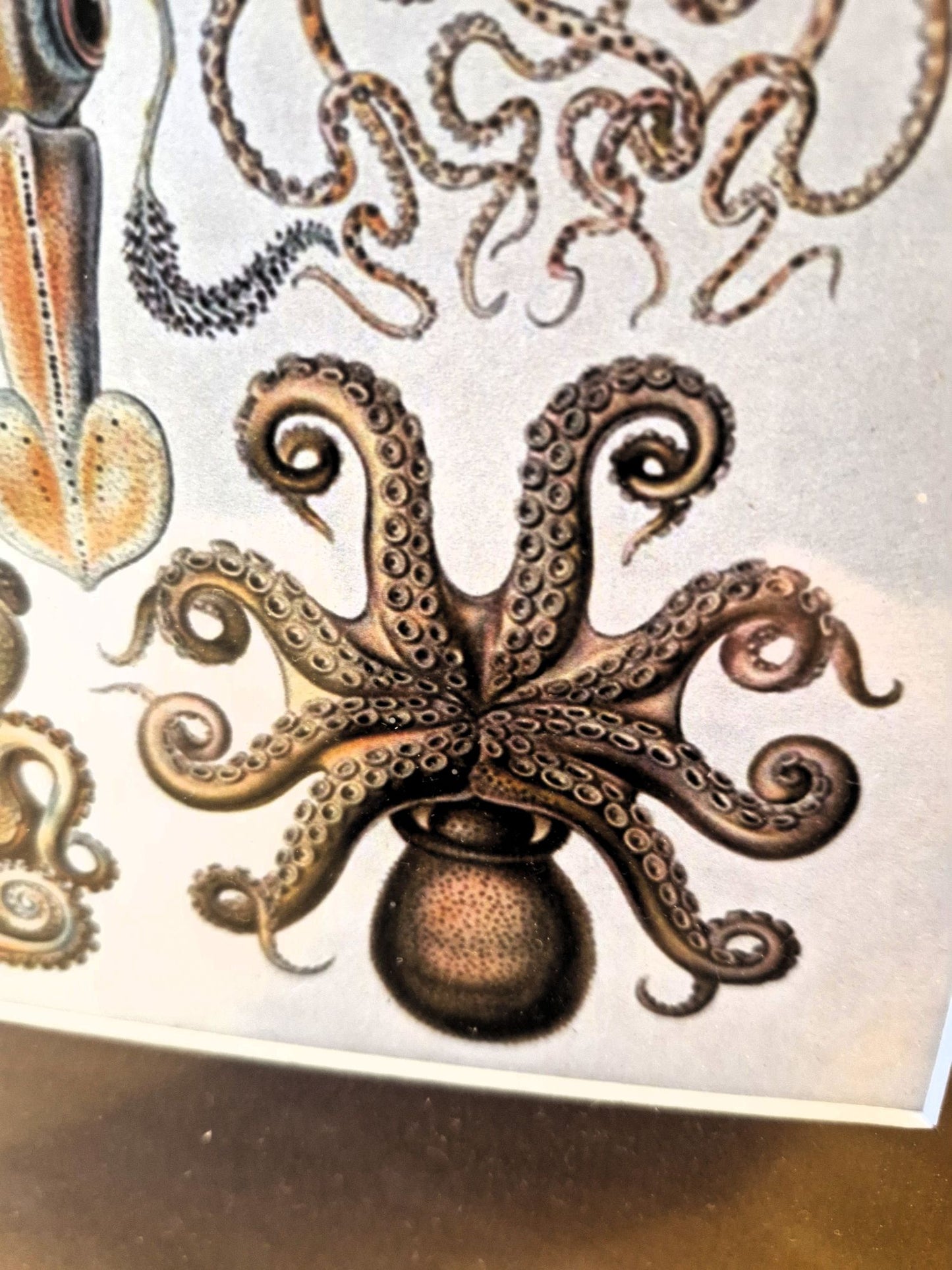 Print of an octopus design on a white background