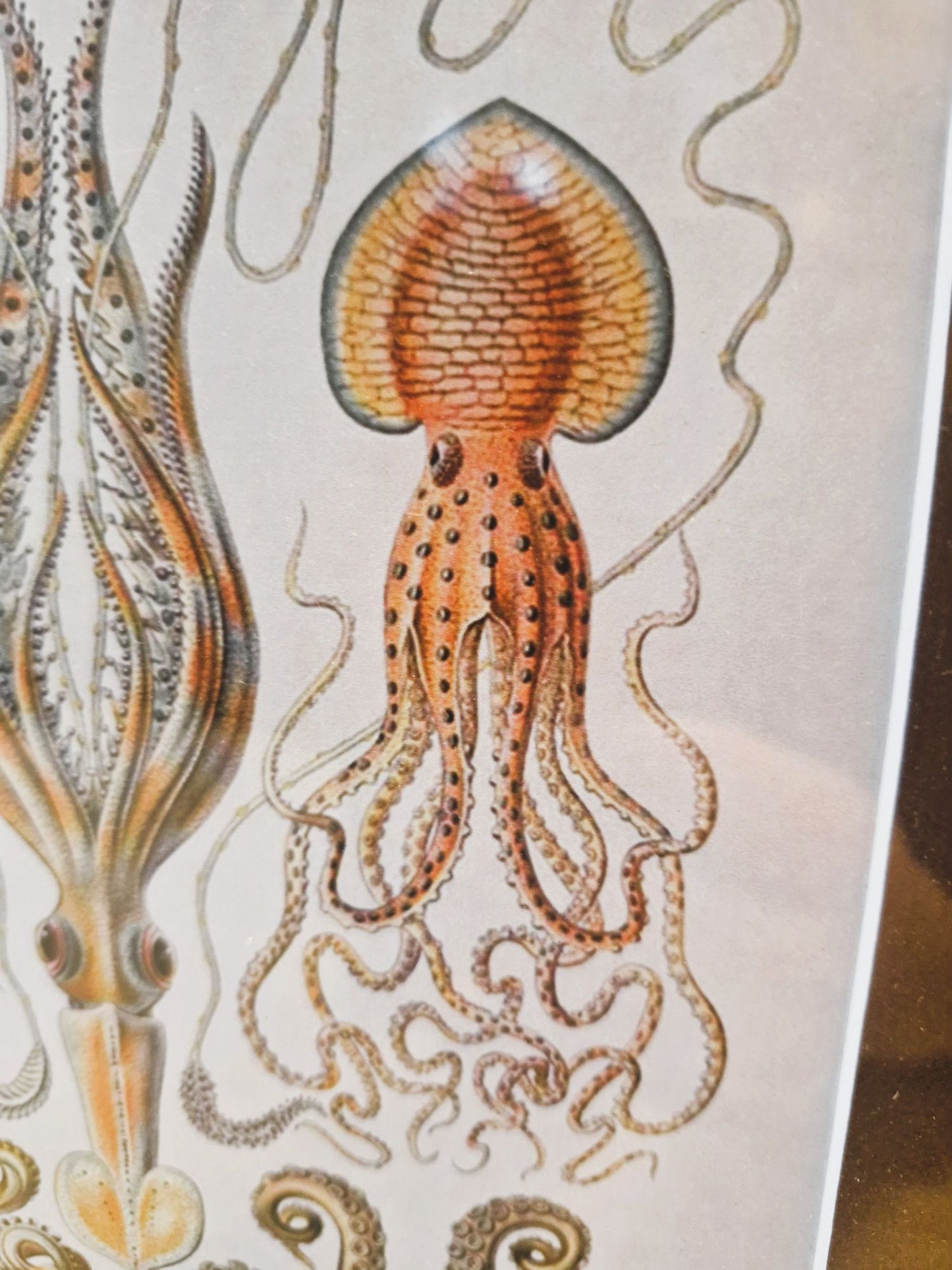 Illustration of an octopus with a detailed background