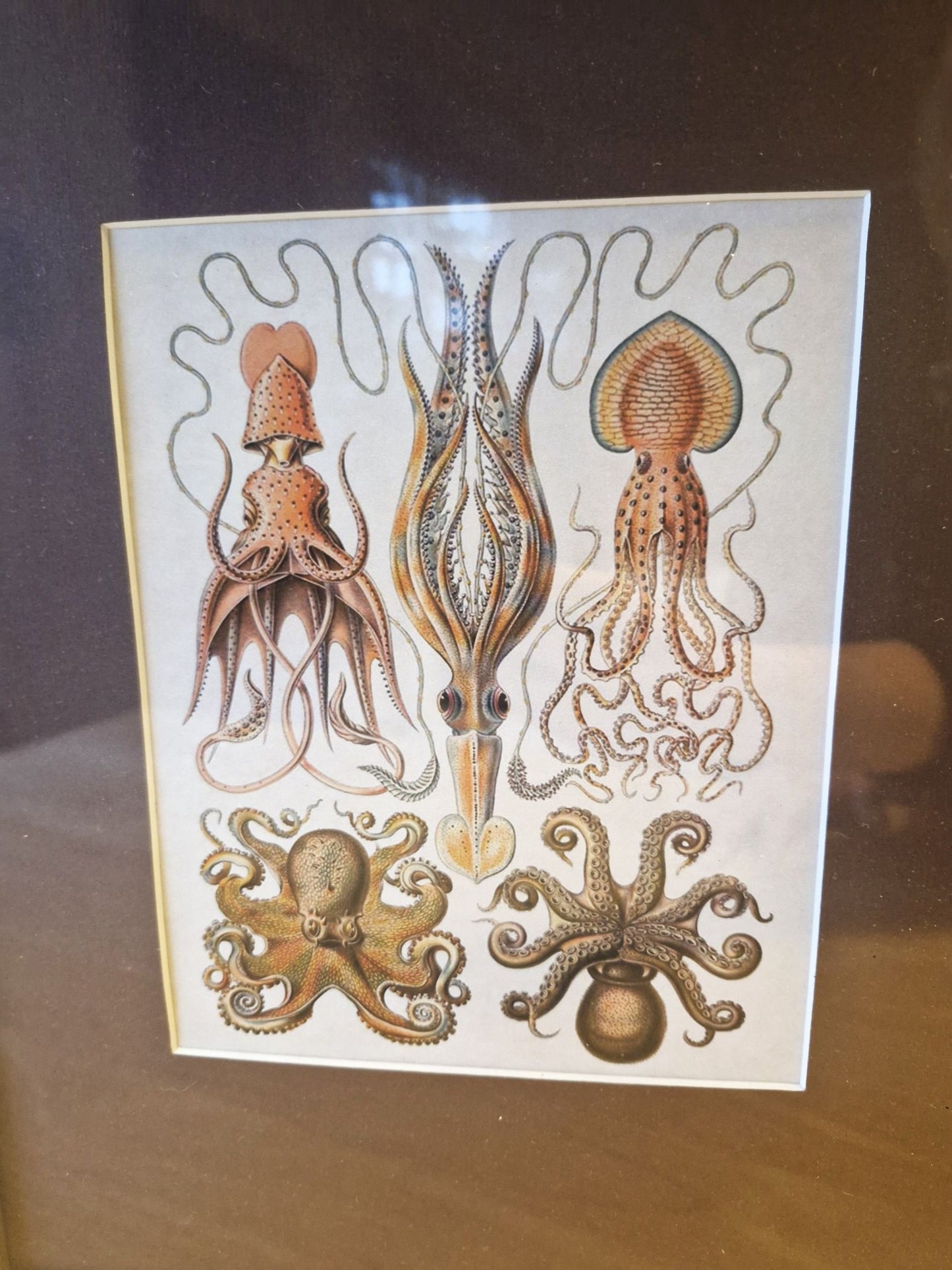 Decorative print with illustrations of squids and octopuses on a white background.