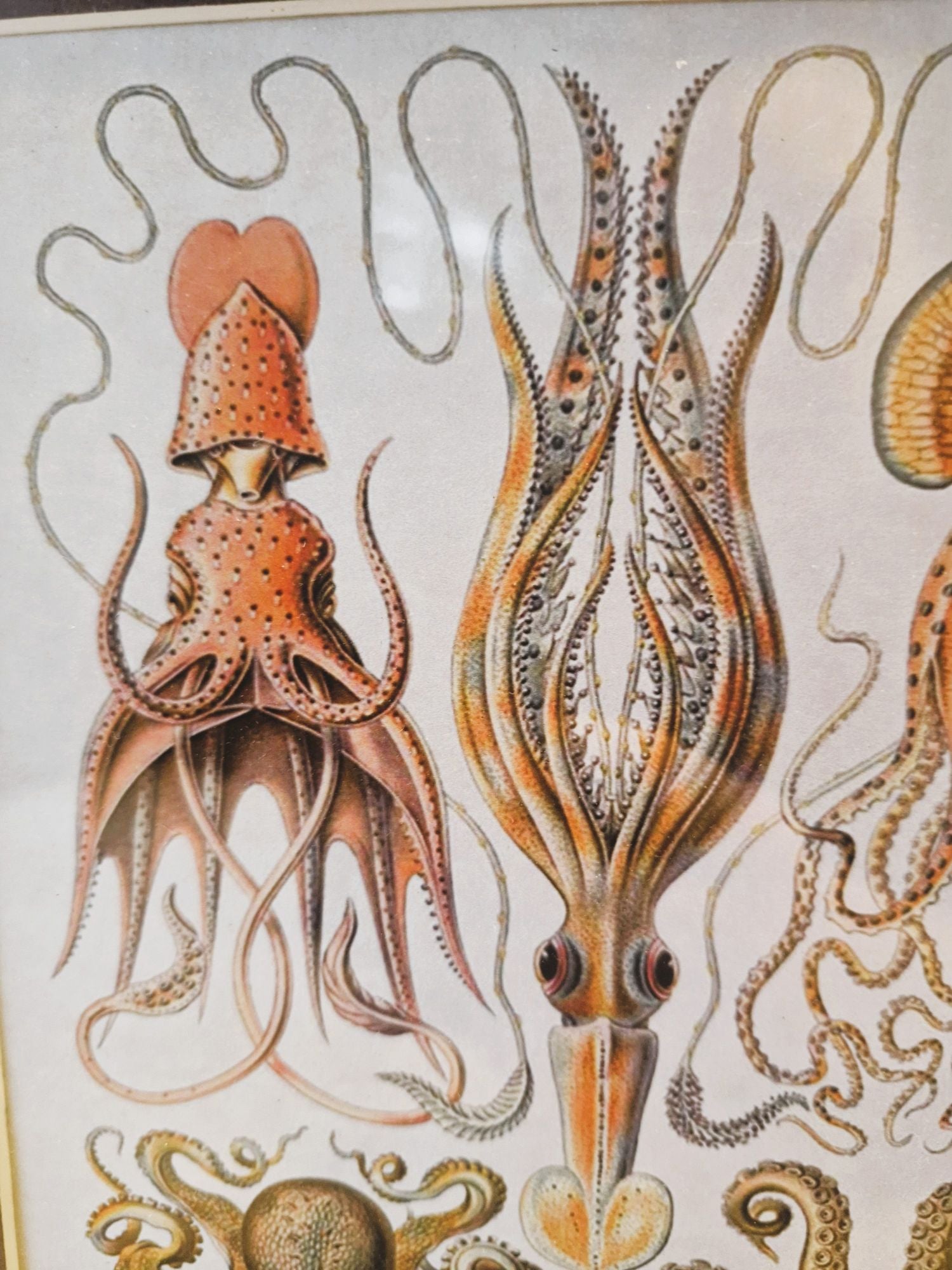 Illustration of squids with intricate details on a textured background