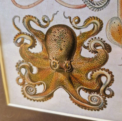 Colorful illustration of an octopus on a textured background