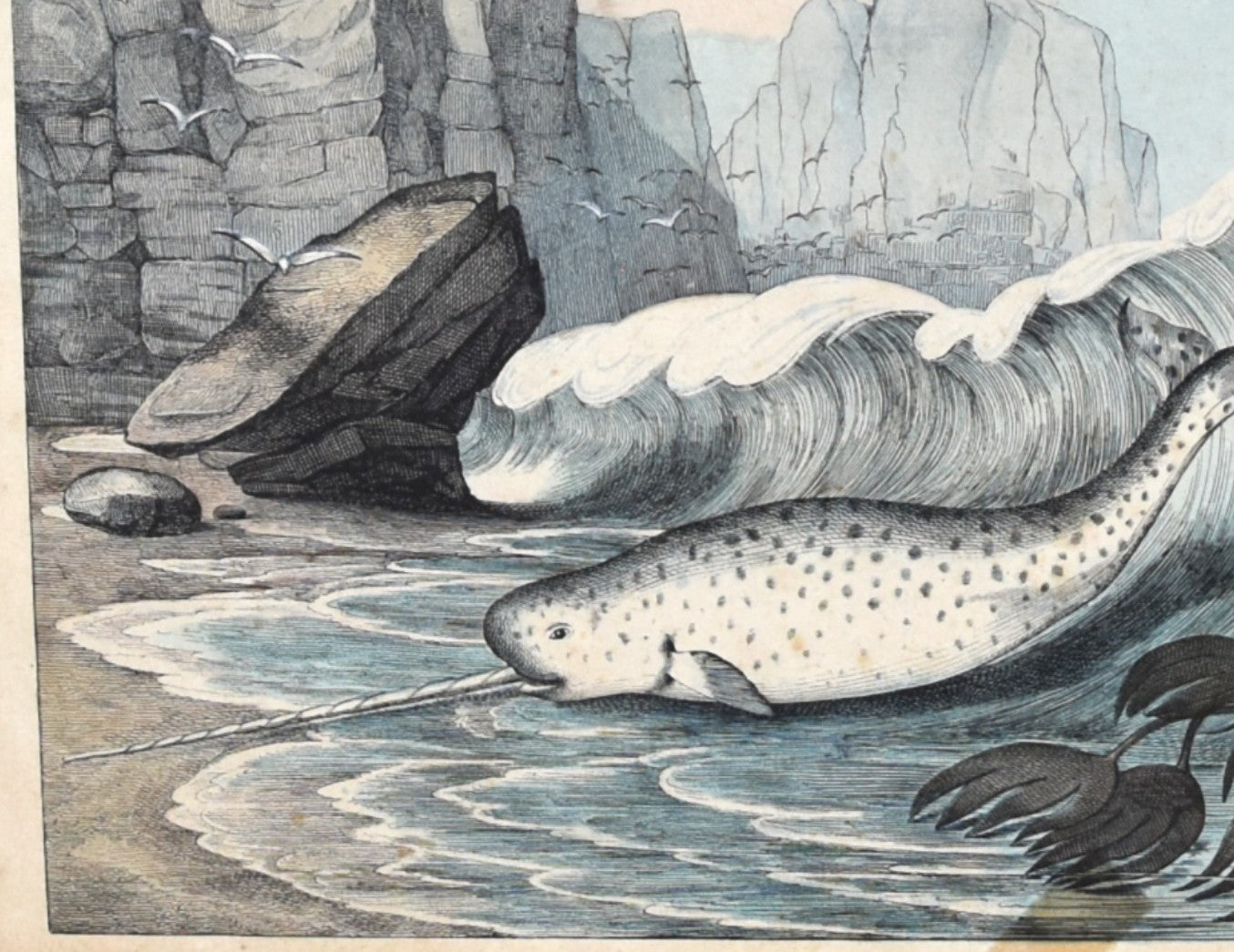 Illustration of a narwhal in a coastal scene with rocks and water.