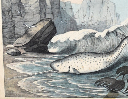 Illustration of a narwhal in a coastal scene with rocks and water.