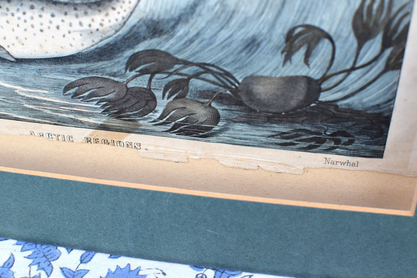 Vintage illustration of a narwhal in arctic regions with floral design at the bottom.