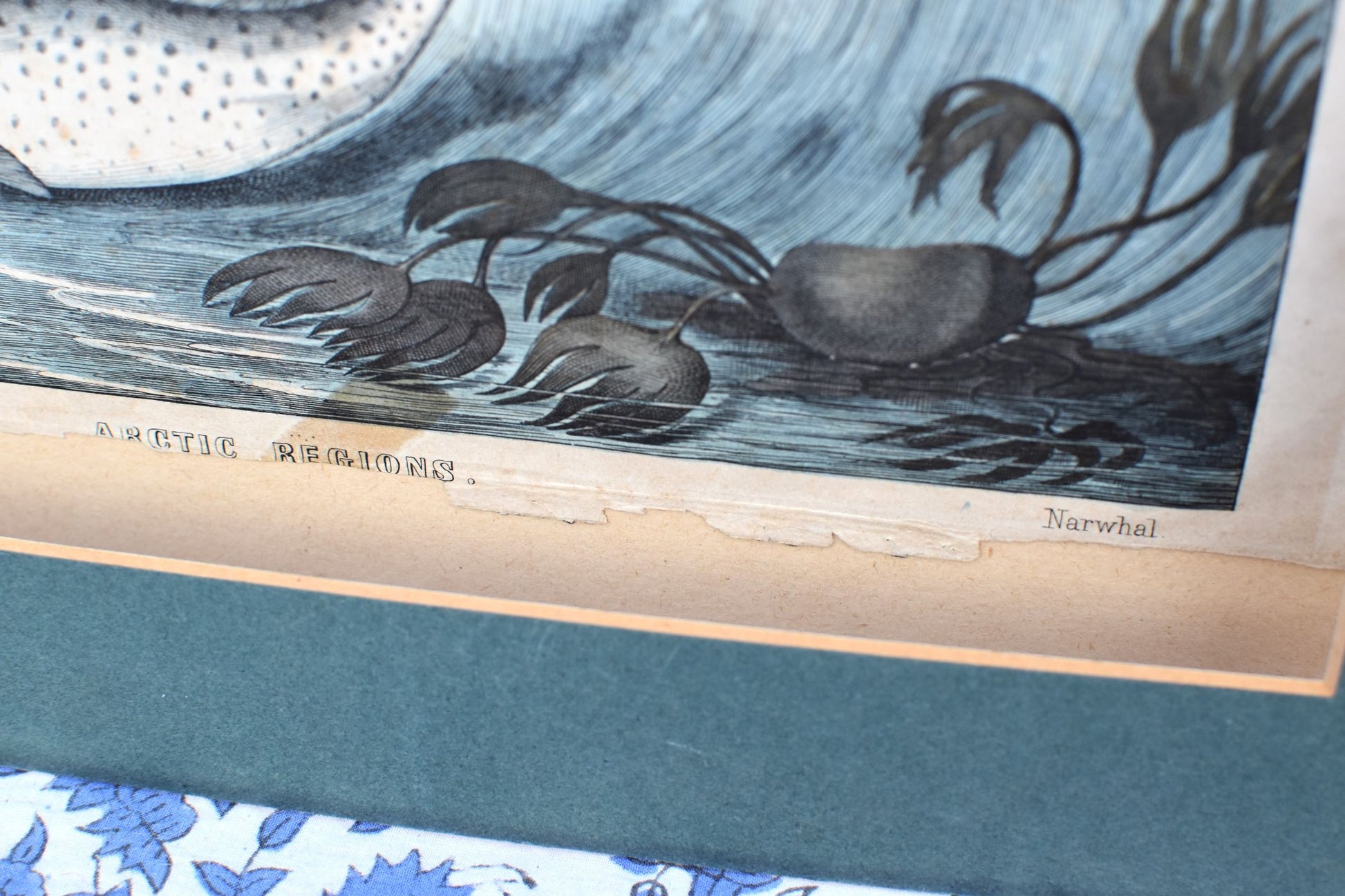 Vintage illustration of a narwhal in arctic regions with floral design at the bottom.