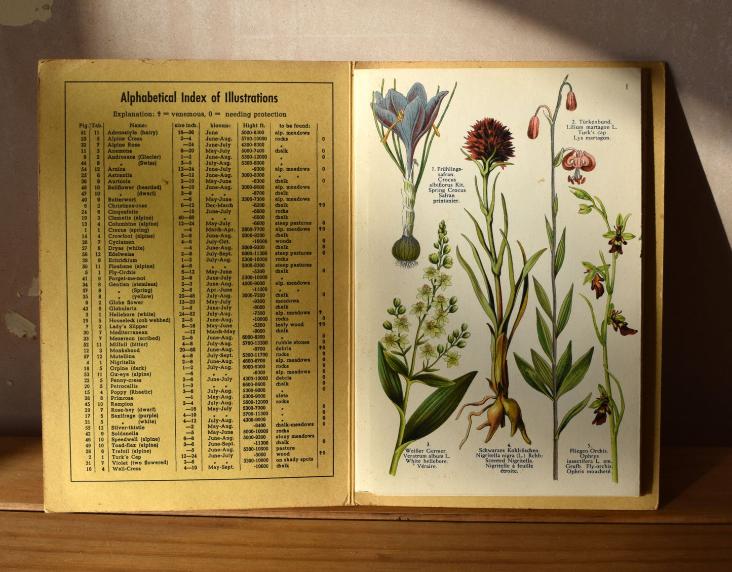Vintage Alpine flowers foldout print