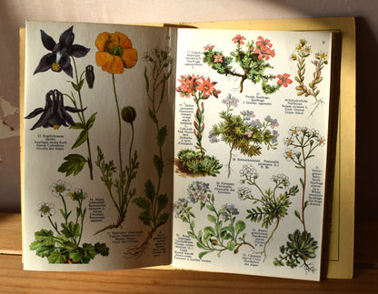 Vintage Alpine flowers foldout print