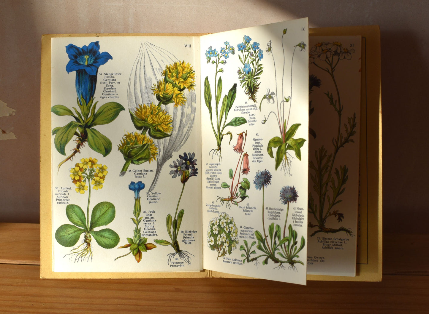 Vintage Alpine flowers foldout print