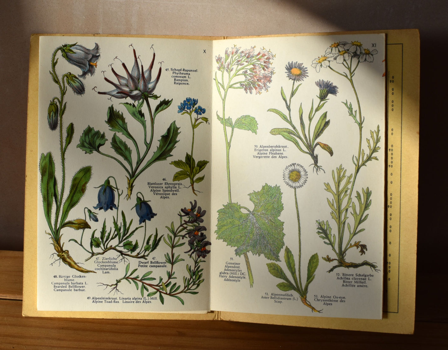 Vintage Alpine flowers foldout print