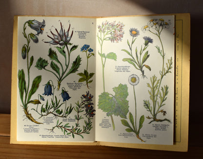Vintage Alpine flowers foldout print