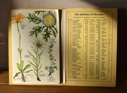 Vintage Alpine flowers foldout print