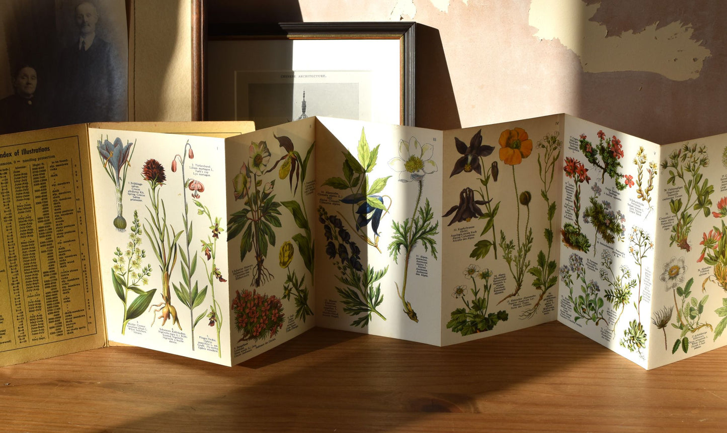 Vintage Alpine flowers foldout print