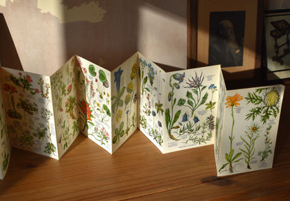 Vintage Alpine flowers foldout print